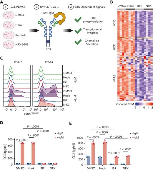 BTK inhibition and BTK degradation have comparable effects on CLL biology. (A) In vitro assays using CLL PBMCs to investigate the impact of different drugs on BTK-dependent signaling in response to BCR engagement. (B) CLL cell transcriptome assessed by RNA sequencing of CLL cells from 4 patients treated with DMSO, hook, 1 μM ibrutinib (IBR), or 2 nM NRX-0492, DMSO for 18 hours followed by 20 μg/mL anti-IgM stimulation for 6 hours. Median centered heatmap scaled as indicated depicts changes in defined gene signatures representing MYC, BCR, and NF-κB regulated genes. Each row represents a gene and each column represents a sample. supplemental Table 2 lists the genes in the same sequence as shown in the heat map together with the expression value across the different conditions. (C) Histogram depicting flow cytometry staining of p-ERK1/2Thr202/Tyr204 in CLL cells from 2 representative patients, drug treatment as in B, anti-IgM stimulation for 15 minutes. (D) CCL3 and (E) CCL4 concentrations by enzyme-linked immunosorbent assay in supernatant of CLL cells treated as in B, cell culture supernatants collected 48 hours after stimulation. ERK, extracellular signal-regulated kinase.