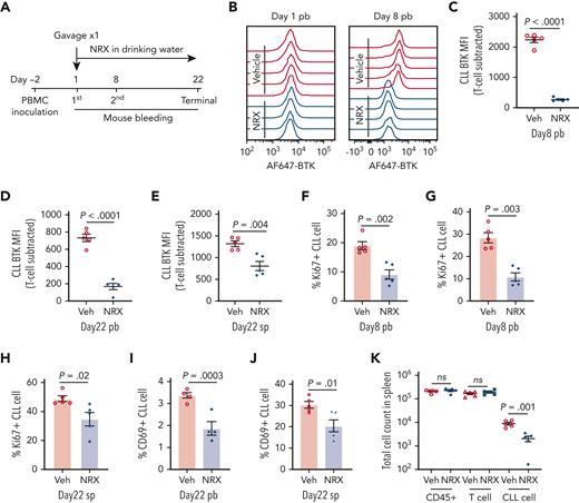 BTK degradation and anti-CLL activity of NRX-0492 in PDX model. In vivo activity was tested in the PDX model of CLL. Ten NSG mice were inoculated with PBMCs from patient #5539 with CLL. (A) Schematic display of the experimental schedule. (B) Representative histogram of AF647-BTK staining in CLL cells from peripheral blood (pb) on day1 before drug treatment (left) and after 7 days of treatment with NRX-0492 (day 8, right). (C-E) Mean (± SEM) CLL AF647-BTK MFI in peripheral blood on day 8 (C), day 22 (D), and spleen on day 22 (E). Each symbol represents 1 mouse. (F, G) Mean (± SEM) percentage of Ki67 expression in CLL cells in peripheral blood on day 8 (F), day 22 (G), and spleen on day 22 (H). (I, J) The percentage of CD69 positive CLL cells in peripheral blood (I) and spleen (J) on day 22. (K) Mean total cell counts (± SEM) of human cells (CD45+), T cells, and CLL cells in spleen on day 22. Comparisons are by unpaired student t test; ns, not significant. Veh, vehicle; NRX, NRX-0492; pb, peripheral blood; sp, spleen.