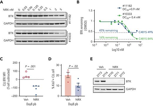 Activity of NRX-0492 against IBR-resistant CLL with BTK C481S mutation. (A) PBMCs from 2 patients with CLL with clinical progression on IBR and BTK C481S mutations were treated with NRX-0492 for 24 hours at the indicated concentrations and analyzed for BTK expression by Western blotting. (B) Estimates of DC50 and DC90 concentrations based on data shown in A. The fraction of residual BTK and the cancer cell fractions of C481S mutations for the samples tested is indicated (C-F) PBMCs from patient with CLL #12803 who progressed on IBR with BTK C481S were used to establish the PDX model. (C) BTK and (D) Ki67 expression by flow cytometry in peripheral blood CLL cells of vehicle (Veh) and NRX-0492 treated mice on day 8; (E) Western blotting for BTK in CLL cells, selected by CD3 negative selection, from spleens on day 20.