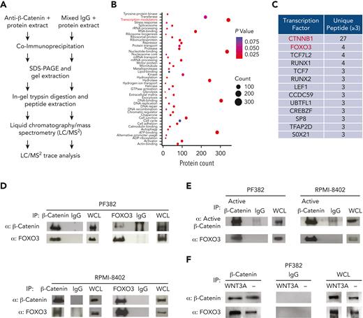 β-Catenin binds FOXO3 transcription factor in human T-ALL cells. (A) Schematic representation of coimmunoprecipitation followed by liquid chromatography–mass spectrometry for the identification of interacting proteins of β-catenin. (B) Distribution of transcription regulators, subcellular component, molecular function, and biological processes of identified β-catenin interactors by liquid chromatography–mass spectrometry. Benjamini adjusted P values and protein counts were determined by the database for Annotation, Visualization and Integrated Discovery resource. Functional annotations were collected from DAVID’s “UP_Keywords,” “UP_SEQ_Feature,” and “COG_Ontology” categories. (C) List of the top 12 β-catenin-interacting transcription factors with >3 unique peptides identified by mass spectrometry and determined as transcription factors by Proteome Discoverer software. Coimmunoprecipitation between β-catenin and FOXO3 (D) and nonphospho (active) β-catenin and FOXO3 (E) in PF382 and RPMI-8402 T-ALL cell lines, followed by immunoblot analysis using the indicated antibodies. (F) Coimmunoprecipitation between β-catenin and FOXO3 in PF382 cell line after in vitro growth into L-Wnt3A–conditioned medium or control-conditioned medium for 48 hours. Protein lysate were immunoprecipitated with indicated antibodies followed by immunoblot analysis. ADP, adenosine diphosphate; IgG, immunoglobulin G; rRNA, ribosomal RNA; SDS-PAGE, sodium dodecyl sulfate–polyacrylamide gel electrophoresis; WCL, whole cell lysate.