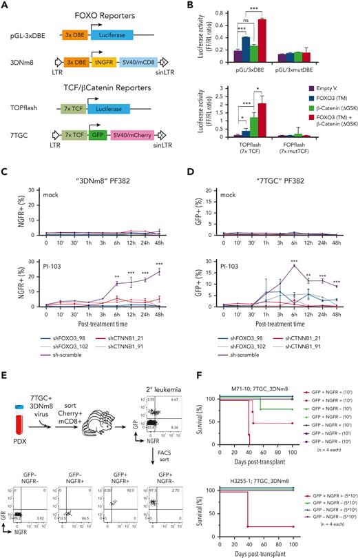 β-Catenin and FOXO together modulate the transcriptional and LIC activity in human T-ALL. (A) Schematic map of the FOXO and TCF/β-catenin reporters. The FOXO lentiviral reporter (3DNm8) is composed of 3 DAF-16–binding elements (DBEs) upstream of a minimal promoter encoding a truncated NGFR, followed by a separate SV40 promoter expressing a truncated mouse CD8 marker. The fluorescent TCF/β-catenin lentiviral reporter (7TGC) is composed of 7 Tcf/Lef-binding sites upstream of a minimal promoter and green fluorescent protein (GFP), followed by a separate SV40-mCherry cassette. (B) The TCF/β-catenin and FOXO transcriptional activities were evaluated by the pGL-3xDBE and TOPFlash luciferase reporters, respectively. A construct containing 3 mutated DBE and the FOPFlash reporter with mutant TCF/LEF-binding sites were also included as control. PF382 cell lines were also cotransfected with an active FOXO3-TM alone or in combination with a stable isoform of β-catenin (ΔGSK) as indicated. Data were normalized to the Renilla luciferase reporter vector and given as mean and standard deviation. The graphs report the result of 3 independent experiments performed in triplicate. ∗P < .05, ∗∗P < .01, ∗∗∗P < .001 (Student t test). (C-D) Flow cytometric analysis of NGFR+ and GFP+ cell abundance in PF382 cell line transduced respectively with FOXO (3DNm8) or TCF/β-catenin (7TGC) reporters. Leukemia cells were doubly transduced with 3DNm8 and short hairpin RNA/GFP (C) or 7TGC and short hairpin RNA/NGFR (D) lentiviral constructs, FACS sorted and cultured in vitro with PI-103, a PI3K inhibitor, or mock control. NGFR+ or GFP+ alive cells were measured at the indicated time points by flow cytometry for DRAQ7 exclusion. The graphs report the result of 3 independent experiments performed in triplicate. ∗P < .05, ∗∗P < .01, ∗∗∗P < .001 (2-way analysis of variance with Dunnett test, comparing the sh-scramble control mean with the other values). (E) Schematic diagram of experimental approach. Leukemia cells of patient-derived xenografts were transduced with 7TGC and 3DNm8 lentiviruses, FACS sorted for Cherry and mouse CD8 expression and then transplanted into recipient mice, all of which subsequently developed leukemia. These secondary 7TGC_3DNm8-transduced leukemias were then analyzed by flow cytometry for GFP and NGFR expression. GFP+NGFR+, GFP+NGFR−, GFP−NGFR+, and GFP−NGFR− subsets were then FACS sorted and transplanted at limiting dilution into new recipients. (F) Survival of recipient NSG mice after transplantation with FACS-sorted β-catenin active (GFP+) and/or FOXO active (NGFR+) subsets from 7TGC_3DNm8-transduced xenograft-expanded human leukemias. The cell doses injected in each of 4 recipient animals are indicated in parentheses. Two separate experiments are depicted using independent patient-derived xenograft clones as indicated. The calculated LIC frequency in GFP+NGFR+ is 1 in 14 241 (95% CI, 1 in 3698-54 839), in GFP+NGFR− is 1 in 387 857 (95% CI, 1 in 54 949-2 737 697), and in mock-treated cells is >1 in 146 876. DBEmut, mutated DBE; Empty V, empty vector; NS, not significant; tNGFR, truncated NGFR.