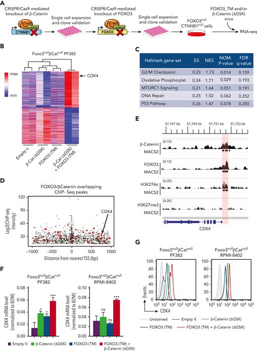 β-Catenin and FOXO3 mutually promote the expression of LIC-related genes. (A) Schematic overview of experimental approach. Inactivating DNA mutations in CTNNB1 and FOXO3 genes were serially induced by the direct delivery of ribonucleoprotein Cas9 complex. Positive clones were selected after serial dilutions into a 96-well plate and validated by DNA sequencing of target regions and western blot analysis for protein expression. Afterward, the FOXO3null CTNNB1null cells were cotransduced with an active FOXO3-TM alone or in combination with a stable isoform of β-catenin (ΔGSK) for performing RNA-seq and functional assays. (B) Heat map and hierarchical clustering of gene expression RNA-seq data. FOXO3null CTNNB1null PF382 cells were transduced as reported in panel A and sorted by FACS for RNA isolation and sequencing. Differentially expressed genes, scaled with mean is 0 and standard deviation is 1, are represented (adjusted P ≤ .1 and log fold change ≤ −0.5) by Morpheus-Broad Institute software (https://software.broadinstitute.org/morpheus). (C) Table of the hallmark gene sets significantly enriched in FOXO3null CTNNB1null PF382 cells, doubly transduced with β-catenin (ΔGSK) and FOXO3 € with respect to other cell conditions by gene set enrichment analysis of RNA-seq data. (D) Location of predicted FOXO3 and β-catenin sites relative to transcription start site and FOXO3 and β-catenin chromatin immunoprecipitation (ChIP-seq) signal intensity (ChIP-seq score in log2). In the plot, each dot represents overlapping FOXO3 and β-catenin peaks within 1 kilobase around the transcription start site. The ChIP-seq peaks over 140 genes highly expressed in the FOXO3null CTNNB1null PF382 cells cotransduced with FOXO3-TM and β-catenin (ΔGSK) are highlighted in red. (E) ChIP-seq analysis. ChIP-seq was performed with the anti–β-catenin, anti-FOXO3, anti-H3K27me3, and anti-H3K27Ac antibodies in PF382 cell line. Peaks of aligned reads over the CDK4 locus are shown along with MACS2 peak calls (P ≤ .05). The active genomic region identified as overlapping between FOXO3 and β-catenin ChIP-seq peaks in the CDK4 locus is highlighted in red. (F) CDK4 messenger RNA expression level of human FOXO3null CTNNB1null PF382 and RPMI-8402 cell lines with engineered levels of the active FOXO3-TM mutant alone or in combination with the stable ΔGSK isoform of β-catenin. Transduced cells were sorted by FACS sorting and RNA was isolated to perform the TaqMan reverse transcription droplet digital polymerase chain reaction assay. (G) Protein expression level of intracellular CDK4 by flow cytometric analysis in the transduced cells as reported in panel F. crRNA, crispr RNA; ES, enrichment score; FDR, false discovery rate; NES, normalized enrichment score; NOM, nominal P value.