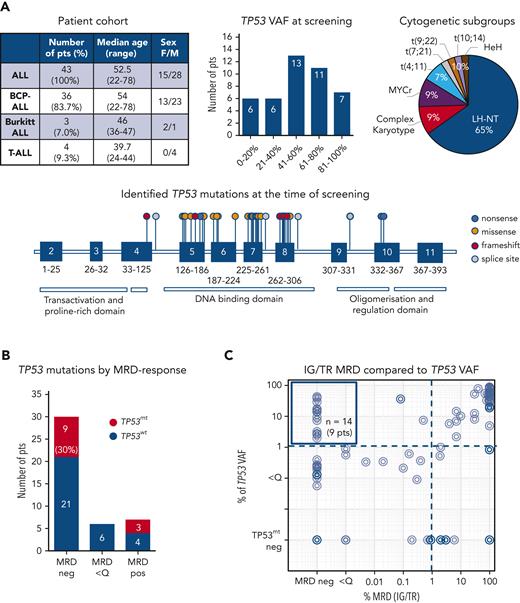 TP53 mutation profiles in a cohort of patients with ALL. (A) Description of a cohort of 43 patients with ALL with known somatic TP53 mutations at the time of diagnosis or relapse (top left), regarded as the screening timepoint. Distribution of TP53 mutant-allele burden (top middle) and cytogenetic subgroups (top right). Forty-two distinct TP53 mutations are shown on lollipop chart and color-coded as nonsense, missense, frameshift and splice site mutations (bottom). Some TP53 mutations occurred more than once, in total 48 TP53 mutations were detected. TP53 mutation load compared with IG/TR MRD in diagnostic and follow-up samples. (B) Patients are stratified based on the best molecular response (MRD-negative, MRD <Q, or MRD-positive) achieved before allogeneic stem cell transplantation. The proportion of patients with persisting TP53 mutations (red bars) in the respective follow-up samples is shown (left). IG/TR MRD (x-axis) is compared with the mutated TP53 variant allele frequency (VAF, y-axis) in all diagnostic and follow-up samples (94 samples). The dotted lines represent the sensitivity threshold for TP53 mutations (right). TP53mt, mutated TP53; TP53wt, wild-type TP53.