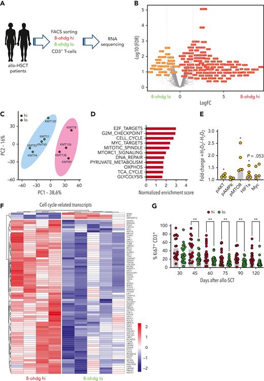 Transcriptomic differences between reconstituting 8-OHdGhiand 8-OHdGloT cells. (A) CD3+ T cells of patients who underwent 8-OHdGhi (n = 4) and 8-OHdGlo (n = 5) allo-SCT were isolated using FACS-based sorting, followed by RNA isolation and RNA sequencing. (B) Volcano plot of differentially expressed genes (each dot represents 1 gene) between 8-OHdGhi and 8-OHdGlo T cells. Transcripts significantly overrepresented (ie, adjusted P ≤ .1 and log2 fold change ≥1.5) in 1 of both groups are annotated (orange box for 8-OHdGlo and red box for 8-OHdGhi T cells). (C) The PCA of differentially expressed genes shows distinct clustering of samples based on the 8-OHdG level. (D) GSEA of differential gene expression between 8-OHdGhi and 8-OHdGlo T- cells. The graph depicts significantly enriched pathways found in human MSigDB hallmark sets and c2 KEGG gene sets (version 7.1). Size of gene set is annotated to the right. Bar length corresponds to NES. (E) HD-derived CD3+ T cells were activated for 72 hours with anti-CD2, anti-CD3, and anti-CD28 beads and treated twice per day with 10 μM H2O2. Phosphorylated isoforms of AKT (pAKT), of AMPK (pAMPK), and of mTOR (pmTOR), MYC, and HIF1-α were measured as the MFI using FACS (n = 5). Data are expressed as the fold change of expression in T cells pretreated with hydrogen peroxide, relative to untreated T cells (+H2O2 vs −H2O2). (F) Heat map shows differentially regulated cell-cycle–related genes as determined from the RNA seq analysis of 8-OHdGhi and 8-OHdGlo T cells. Only regulated genes with an adjusted P ≤ .1 together with a log2 fold change ≥0.585 or lesser than or equal to −0.585 were selected. The color scale represents the row-wise z score of gene expression. (G) Proportion of proliferating Ki67+ shown for 8-OHdGhi and 8-OHdGlo CD3+ T cells measured at different time points after allo-SCT, using FACS. P value: ∗P < .05; ∗∗P < .01; ∗∗∗P < .001. “n” indicates the sample number; bars represent the standard error of the mean. GSEA, gene set enrichment analysis; NES, normalized enrichment score. PCA, principal component analysis.