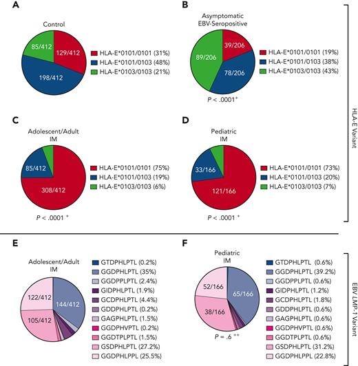 HLA-E and EBV LMP-1 variants in patients with IM and asymptomatic EBV-seropositive individuals. (A-D) Distribution of HLA-E variants between control persons (N = 412) (A), asymptomatic EBV-seropositive persons (N = 206) (B), adolescent/adult patients with IM (N = 412) (C), and pediatric patients with IM (N = 166) (D). Fractions represent the relative frequency of HLA-E∗0101/0101, HLA-E∗0101/0103, and HLA-E∗0103/0103 variants. (E-F) LMP-1 peptide variants in adolescent/adult patients with IM (N = 412) (E) and pediatric patients with IM (N = 166) (F). Fractions represent the relative frequency of the LMP-1 peptide GGDPHLPTL, GSDPHLPTL, GGDPHLPPL, GGDPPLPTL, GCDPHLPTL, GIDPHLPTL, GAGPHLPTL, GGDTPLPTL, GDDPHLPTL, GGDPHVPTL, and GTDPHLPTL variants. +The frequency of the HLA-E genotypes was compared with the control cohort by the χ2 test. ++The frequency of the LMP-1 variants was compared with the adolescent/adult cohort with IM by the χ2 test.