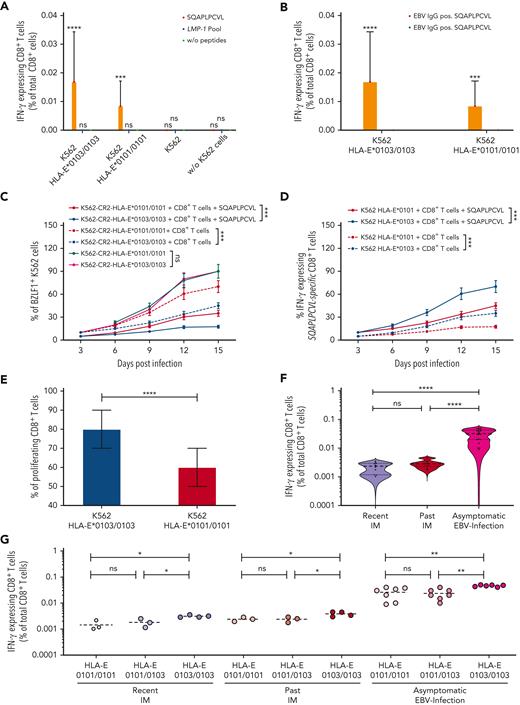 BZLF1-dervied SQAPLPCVL and HLA-E–restricted CD8+T-cell responses prevent the development of IM. (A-B) Analysis of SQAPLPCVL-specific and HLA-E–restricted CD8+ T-cell responses, evaluated between 12 healthy EBV-seropositive individuals and 6 healthy EBV-seronegative blood donors by flow cytometry. Enriched CD8+ T cells were stimulated with K562-HLA-E∗0103/0103 cells, K562-HLA-E∗0101/0101 cells, or K562 cells or without cells and either 300 μM of the SQAPLPCVL peptide, 300 μM of the LMP-1 peptide pool (consisting of equal concentrations of 11 LMP-1 peptide variants), or without peptides. (C-D) Evaluation of the viral spread and the activation of SQAPLPCVL-specific, HLA-E–restricted CD8+ T cells against EBV-infected K562-CR2-HLA-E∗0103/0103 cells or K562-CR2-HLA-E∗0101/0101 cells. EBV-infected K562-CR2-HLA-E∗0103/0103 cells or EBV-infected K562-CR2-HLA-E∗0101/0101 cells were cultured either alone or together with SQAPLPCVL-specific, HLA-E–restricted CD8+ T cells from 12 healthy EBV-seropositive individuals. (C) K562-CR2-HLA-E∗0103/0103 or K562-CR2-HLA-E∗0101/0101 cells were analyzed for the expression of EBV-BZLF1 after 3, 6, 9, 12, and 15 days after infections by flow cytometry. (D) CD8+ T cells were then analyzed for the expression of IFN-γ after 3, 6, 9, 12, and 15 days after infections by flow cytometry. (A-D) Repeated measures 1-way analysis of variance (with the Geisser-Greenhouse correction) was used to compare differences between the respective groups. Plots represent the mean (±SD) of 12 independent biological replicates. (E) Analysis of proliferating SQAPLPCVL-specific and HLA-E–restricted CD8+ T cells. Enriched and CFSE-stained CD8+ T cells from 12 healthy EBV-seropositive individuals were cocultured together with SQAPLPCVL-peptide pulsed K562-HLA-E∗0103/0103 or K562-HLA-E∗0101/0101 cells. The percentage of proliferating (CFSElow) CD8+ T cells was analyzed by flow cytometry and compared by the Wilcoxon signed-rank test. (F-G) Percentage of SQAPLPCVL-specific and HLA-E–restricted CD8+ T cells in patients with a recent IM (1-8 years; HLA-E∗0101/0101: N = 3; HLA-E∗0101/0103: N = 3; HLA-E∗0103/0103: N = 4) or past IM (10-23 years; HLA-E∗0101/0101: N = 3; HLA-E∗0101/0103: N = 3; HLA-E∗0103/0103: N = 4) or asymptomatic EBV-infected individuals (HLA-E∗0101/0101: N = 7; HLA-E∗0101/0103: N = 7; HLA-E∗0103/0103: N = 6). The percentage of SQAPLPCVL-specific and HLA-E–restricted CD8+ T cells was compared between the groups by the Kruskal-Wallis test and the Dunn posttest. P < .05 was considered significant. ∗P < .05, ∗∗P < .01, ∗∗∗P < .001, and ∗∗∗∗P < .0001. IFN-γ, interferon gamma; neg., negative; ns, not significant; pos., positive; w/o, without.