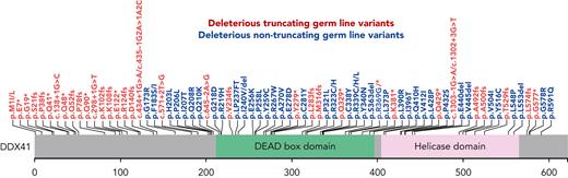 Deleterious DDX41 germ line variants that confer risk to MNs. The DDX41 protein schematic is shown, including the DEAD-box (green) and helicase (pink) domains. Truncating variants are shown in red, and missense variants in blue.