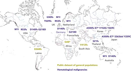 Ethnic diversity of deleterious germ line DDX41 alleles. A world map is displayed with common deleterious germ line DDX41 alleles present within particular geographic areas. Standard variant nomenclature is used. Deleterious germ line variants identified within HMs are shown in blue type, and those identified from public databases are given in olive type.