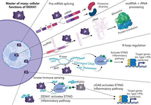 Master of many: cellular functions of DDX41. DDX41 localizes to both cytoplasmic and nuclear compartments and plays distinct roles in each location. In the nucleus, DDX41 functions in at least 3 processes. Via its association with the catalytically active spliceosome, DDX41 regulates pre-mRNA splicing. Here, it also modulates snoRNA processing, potentially via promoting excision of snoRNA-containing introns found in ribosomal protein genes. DDX41 can also modify pre-rRNA processing, either indirectly via its control of snoRNA processing or perhaps directly via an unknown mechanism. In the nucleus, DDX41 also interacts with R-loops, which comprise RNA:DNA hybrids and ssDNAs. DDX41 insufficiency leads to R-loop accumulation and subsequent increased dsDNA breaks that trigger a cGAS-STING–mediated type I IFN response. Cytoplasmically localized DDX41 can bind to infection-derived or damaged endogenous dsDNA and then promote STING activation and type I IFN response. In addition, DDX41 can modulate cGAS activity via its dsDNA unwinding capabilities by altering the relative amounts of dsDNA-to-ssDNA. For example, the R525H DDX41 mutant, which has intact dsDNA binding activity but diminished unwinding activity, can overstimulate cGAS leading to a heightened type I IFN response. Created with BioRender.com. DDX41, DEAD-box helicase 41; ssDNA, single-stranded DNA.