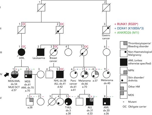Additional genetic findings in a family initially diagnosed with RUNX1 FPD-MM. The original diagnosis was obtained using Sanger sequencing of the RUNX1 gene and identified RUNX1 R320∗ (red +). Subsequent NGS revealed an additional pathogenic DDX41 variant K108Sfs∗3 (blue +) and an ANKRD26 M1I VUS (green +) in some family members.