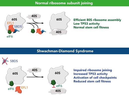 Defective ribosome subunit joining in SDS. The top panel shows a normal ribosome subunit joining that occurs after eviction of eIF6 by SBDS and EFL1. The bottom panel shows an impaired ribosome joining defect in SDS due to the inability to displace eIF6 from the 60S intersubunit surface.