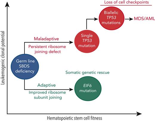 Pathways of somatic clonal evolution in SDS. Somatic blood mutations in TP53 (red) and EIF6 (green) are recurrent in patients with SDS and confer a selective advantage to HSC via distinct mechanisms. Inactivating EIF6 mutations relieve the fitness defect caused by SBDS deficiency by improving ribosome joining and translation efficiency. In contrast, heterozygous TP53 mutations improve HSC fitness by decreasing the cell checkpoint activation (eg, p21) but do not improve the underlying ribosome joining defect. Acquisition of a second TP53 mutation (ie, biallelic TP53-mutated clone) results in the complete loss of cellular checkpoints, genomic instability, and eventual progression to a myeloid malignancy.