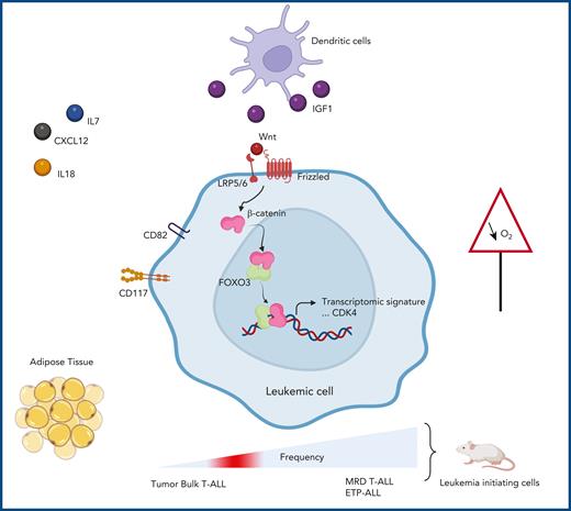Factors in the microenvironment differentially impact the behavior of T-ALL cells. Some support leukemic cell expansion (IL18, IL7, CXCL12, IGF1 provided by dendritic cells), whereas others protect them against chemotherapy (adipose tissue and hypoxia). The work of Panelli et al reveals a noncanonical interaction between β-catenin and FOXO3. This interaction induces a gene expression signature typically found in a chemoresistant cell population expressing CD82 and CD117/receptor tyrosine kinase (KIT). These cells are found enriched in early T-ALL and MRD of T-ALL and are endowed with high capacity of leukemia initiation in immunodeficient mice. CDK4, cyclin-dependent kinase 4; Wnt, wingless-related integration site.