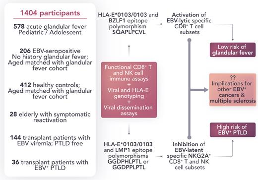 Role of host and viral genotype on susceptibility to IM and EBV+ PTLD. The development of IM depends on the host HLA-E allele and HLA-E–restricted CD8+ T-cell response. EBV+ PTLD are associated with the HLA-E/LMP-1/NKG2A axis and depend on specific EBV and host genetic variations involved in this pathway. Professional illustration by Somersault18:24.