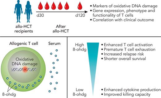 Karl et al1 analyzed serum and peripheral blood mononuclear cells collected at serial time points (between d+30 and d+120) from a cohort of 66 allo-HCT recipients. Signs of oxidative stress, T-cell gene signatures, and phenotypes were evaluated in relation to the clinical outcome. Elevated concentrations of 8-OHdG as a marker for oxidative DNA damage were detected in the serum and circulating immune cells of allo-HCT recipients. T cells with high concentrations of 8-OHdG were characterized by enhanced activation and premature exhaustion, whereas their cytokine production and killing capacity were reduced compared with 8-OHdGlo cells. Thereby, high concentrations of 8-OHdG were associated with an increased risk of malignancy relapse and a shorter overall survival. Professional illustration by Patrick Lane, ScEYEnce Studios.