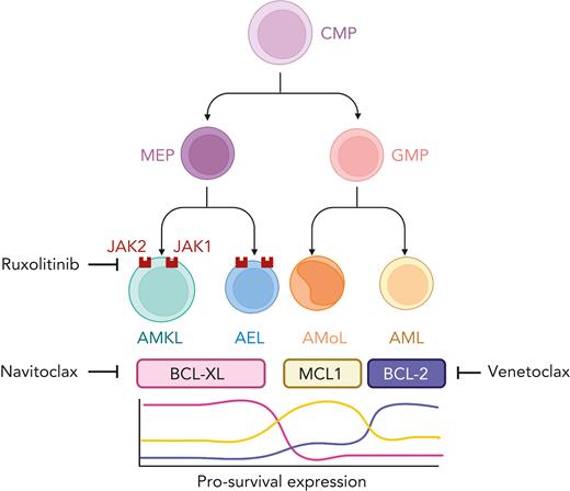 Blasts with erythroid or megakaryocytic differentiation (AEL and AMKL, respectively) express high levels of BCL-xL and are uniquely vulnerable to BCL-xL inhibition. In contrast, BCL-2 and MCL1 expression are generaly increased in acute myeloid (AML) and monocytic (AMoL) leukemia, respectively. AEL and AMKL also demonstrate sensitivity to the JAK inhibitor, ruxolitinib, and the combined inhibition of BCL-xL and JAK leads to enhanced cell death. Figure created with BioRender.com.