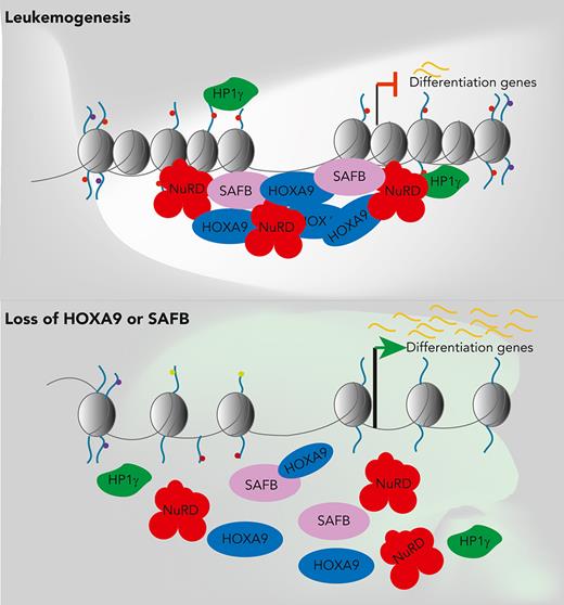 Supplementary figure 17: Schematic Model summarising our findings. HOXA9 nucleates a repressive complex with SAFB, which is required for the maintenance of the leukaemia state predominantly through the active repression of myeloid differentiation.