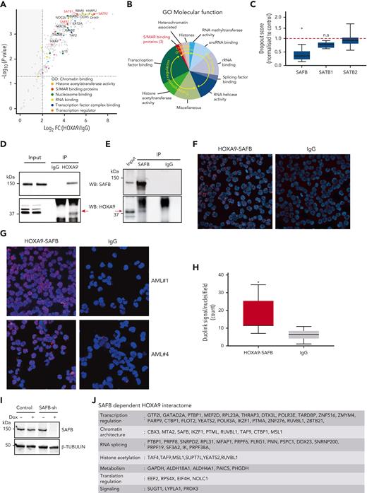 HOXA9 interacts with matrix binding (S/MAR) protein SAFB. (A) Volcano plot displaying the label-free mass spectrometry (MS) quantification of HOXA9 pulldown in MOLM13 cells. The plot shows log2 ratios of averaged peptide MS intensities between HOXA9-immunoprecipitation (IP) and control-IP (IgG) eluate samples (x-axis) plotted against the negative log10 P values (y-axis) calculated across the replicate data sets (1-tailed Student t test, n = 2 replicates). Maximum upper values were set for the x- and y-axis to accommodate all detected proteins in the plot. A dashed horizontal line marks P = .05. Vertical dashed line marks enrichment >2 log2 fold. Chromatin-binding proteins, pulled down by HOXA9 are colored as indicated, and selected protein names are shown. The full data set is given in supplemental Table 1. (B) Summary of proteins pulled down by HOXA9-IP, categorized based on the information of the molecular functions obtained from GO analyses; false discovery rate < 0.000001. (C) Box plot represents depletion of SAFB, SATB1, and SATB2 by CRISPR in 5 AML cell lines. Dropout score was calculated by normalizing to control cells (non-AML).20 (D) Western blot analyses validating the HOXA9 and SAFB interaction in MOLM13 cells via coimmunoprecipitation. HOXA9 is immunoprecipitated from MOLM13 cells and blotted for SAFB (top) and HOXA9 (bottom). (E) As in panel D, SAFB is immunoprecipitated from MOLM13 cells and blotted for HOXA9 (bottom) and SAFB (top). (F) Images showing PLA using Duolink in MOLM13 cells confirming the interaction between HOXA9 and SAFB in situ. Antibodies against HOXA9 (rabbit polyclonal antibodies) and SAFB (mouse monoclonal antibodies) were used. Rabbit and mouse IgGs were used as negative controls. (G) Images show PLA, using Duolink in primary AML cells from 2 individual patient samples. (H) Box and whisker plot shows cumulative differential signal (analyzed by Arivis software) as the number of Duolink-positive dots per nuclei across multiple patients (n = 7). Dots observed in IgG were also counted and plotted as a negative control. Statistical significance was calculated against IgG control using the paired t test (2-tailed, P < .05), ∗P < .05. (I) Representative western blot showing SAFB knockdown via doxycycline-inducible shRNAs in MOLM13 cells at 48 hours postinduction. β-Tubulin was used as a loading control. (J) Summary table of SAFB-dependent HOXA9 interacting proteins (n = 60); false discovery rate < 0.05. Full details are provided in supplemental Table 1. log2 FC, log2 fold change; ns., not significant; rRNA, ribosomal RNA; snoRNA, small nucleolar RNA.