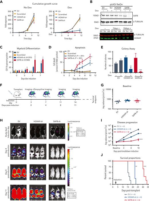 HOXA9 and SAFB drive leukemic growth in vivo. (A) Cumulative growth of MOLM13 cells, lentivirally expressing shRNA against HOXA9 (blue), SAFB (red), scrambled sequence (orange), and empty vector (EV, gray). The data shown are the averages of biological replicates (n = 3) ± SD. Two-way ANOVA test, ∗P < .01 (B) Western blot analyses showing the knockdown efficiency of SAFB shRNAs after 48 hours after induction with doxycycline (Dox) in MOLM13 cells (top). β-Tubulin was used as a loading control. The HOXA9 knockdown after 7 and 10 days of doxycycline induction in MOLM13 cells is shown (bottom). (C) Myeloid differentiation accessed by CD11b surface expression via flow cytometry 5 days after induction with doxycycline. Data shown are the averages of biological replicates (n = 4) ± SD. Statistical significance calculated using the 2-way ANOVA test, ∗P < .01. (D) Percentage of annexin V– and 7AAD-positive MOLM13 cells 5 days after doxycycline treatment (1.5 μg/mL). Mean ± SD, n = 4. Two-way ANOVA test, ∗∗P < .001. (E) Colony-forming assay of MOLM13 cells expressing HOXA9- or SAFB-shRNA in the presence or absence of doxycycline (1.5 μg/mL). The bar graph shows the average value of 3 independent experiments ± SD, 2-way ANOVA test ∗∗P < .001, ∗∗∗P = .0001. (F) Schematic of xenotransplant experimental design. (G) Bioluminescent radiance 3 days after injection and before shRNA induction (baseline) in all 3 cohorts in all animals. (H) Serial bioluminescence imaging of mice that underwent transplantation with luciferase-labeled shRNA-expressing MOLM13 cells at indicated time points. (I) Bioluminescence at indicated time points shows disease progression over time. Statistical significance was calculated using the 2-way ANOVA with multiple comparisons (95% CI) against shEV, (shEV-HOXA9-sh at day 11, ∗∗∗P = .0004; shEV-SAFB-sh at day 11, ∗∗∗∗P < .0001). (J) Kaplan-Meier plot showing the survival of mice that received transplantations with MOLM13 cells expressing indicated shRNA. A log rank test was performed (∗∗P < .01, ∗∗∗P < .001). H9, HOXA9sh; Max, maximum; Min, minimum; Scr, scrambled.