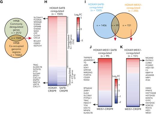 H9SB together repress the transcription of myeloid differentiation genes. (A) Heat maps of HOXA9 or SAFB signal (relative to the input) from CUT&RUN experiments in MOLM13 cells. The y-axis represents individual regions centered at SAFB-bound genomic peaks (± 5 kilobases). Regions were sorted based on the increasing distance to TSS. The relationship between coloring and signal intensity is shown at the (bottom). (B) Schematic representation of overlapping regions occupied by HOXA9 and SAFB. (C) A bar graph showing the genomic distribution of H9SB cobound regions. (D) Venn diagram shows an overlap between total differentially regulated genes in HOXA9- and SAFB-CRISPR knockout cells. Data analyzed using 3 independent replicates at P < .001; for upregulated or downregulated genes, the threshold was set to 1 ± 0.2. In the hypergeometric test, P < .00001 for all overlaps. (E) RNA sequencing (RNA-seq) volcano plot showing genes downregulated (left, blue) and genes upregulated (right, red) in HOXA9-CRISPR compared with nontargeting control MOLM13 cells (n = 3 in both conditions). (F) Volcano plot representing RNA-seq in SAFB-CRISPR MOLM13 cells, as described in panel E. (G) The Venn diagram shows the overlap between genes commonly dysregulated on HOXA9 and SAFB perturbation in MOLM13 cells (green) and genes that are linked to H9SB co-occupied genomic regions (orange). List of these genes provided in supplemental Table 4. Hypergeometric test P = 2.438e-13. (H) Heat map showing expression log2 fold change in (HOXA9-Cr vs NT) or (SAFB-Cr vs NT) MOLM13 cells of those 1505 target genes. (I) Venn diagram shows the overlap between genes commonly regulated by H9SB in MOLM13 cells (blue) and genes that are regulated by HOXA9-MEIS1 in MOLM13 cells (orange). The overlap showed 99 genes shared by HOXA9/SAFB/MEIS1. A list of these genes is provided in supplemental Table 4. Hypergeometric test P < 3.782e-50. (J) Heat map showing expression log2 fold change in (MEIS1-Cr vs NT) MOLM13 cells of those 99 target genes (HOXA9/MEIS1/SAFB). (K) Heat map showing expression log2 fold change in (MEIS1-Cr vs NT) MOLM13 cells of those 151 target genes (HOXA9/MEIS1). (H,J,K) The relationship between the coloring and expression values is shown in the bar (right). The top 10 genes from up- or downregulated gene lists are shown in the plot. DEG, differentially expressed genes.