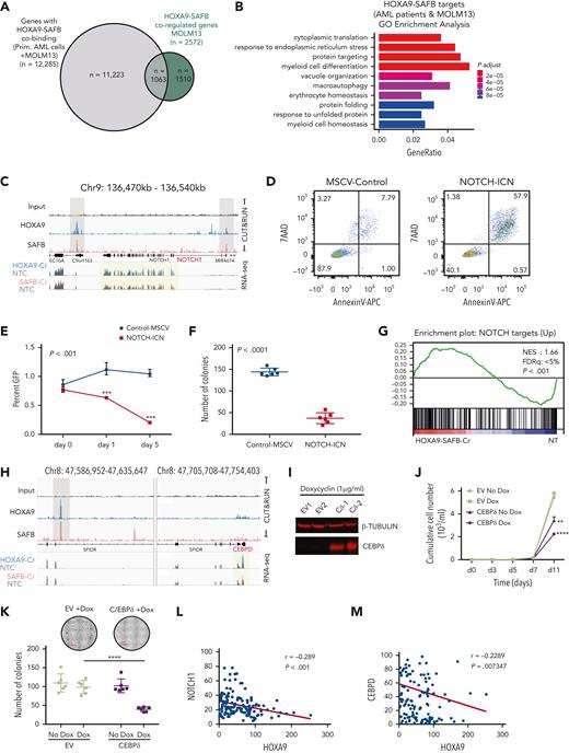 NOTCH1 and CEBPδ are targets of the H9SB repressive complex. (A) The Venn diagram shows the overlap between genes commonly dysregulated upon HOXA9 and SAFB perturbation in MOLM13 cells (green) and genes that are linked to H9SB co-occupied genomic regions in primary AML cells and MOLM13 cell line (gray). A list of these genes is provided in supplemental Table 4. Hypergeometric test P < 2.115e-56. (B) GO analyses for target genes responded to HOXA9 or SAFB perturbation in MOLM13 cells and are common in primary AML cells and MOLM13 cells. The gene ratio is plotted on the x-axis. The colors on the bar represent the significant P value. A bar that represents the color code is shown on the right side of the plot. (C) Genome browser tracks demonstrate the enrichment of HOXA9 (blue) and SAFB (red) at the representative NOTCH1 locus in the Hg38 genome obtained from CUT&RUN sequencing in MOLM13 cells. The lower 2 tracks show the RNA-seq data and the expression of NOTCH1 to be upregulated in HOXA9-Cr (overlain blue) and SAFB-Cr (overlain red) compared with that in the NT control (gray). (D) Apoptosis in MOLM13-NOTCH1-ICN or MOLM13-MSCV-control cells was measured using annexin V– and 7AAD-positive cells by flow cytometry. Plots are representative of 3 biological independent replicates. (E) Competition assay between green fluorescent protein (GFP)–positive NOTCH1-ICN or murine stem cell virus (MSCV) control vector expressing MOLM13 cells. Equal numbers of GFP-positive cells were seeded at day 0, and the GFP percentage was measured 3 and 5 days later via flow cytometry. The values were normalized to the average percent from EV control and plotted as a line graph. Data shown are the averages of 3 biological replicates ± SD. (F) Colony-forming assay of GFP positive MOLM13-NOTCH1-ICN or MOLM13-MSCV-control cells. The bar graph shows the average value of 3 independent experiments ± SD. (G) Gene set enrichment analysis for H9SB commonly regulated genes (n = 2440) enriches for NOTCH signature. (H) Genome browser track representation of another exemplar locus (CEBPδ). Track details are as described for panel C. (I) Western blot showing the expression of CEBPδ in MOLM13 cells upon doxycycline treatment for 2 days. β-Tubulin was used as a loading control. (J) Cumulative cell growth of MOLM13 cells in CEBPδ overexpressing cells ± doxycycline. The experiment shown here is an average of 3 independent replicates obtained from 2 independent clones. Error bars represent ± SD. Statistical significance was calculated using 2-way ANOVA with multiple comparisons (95% CI) against EV-Dox, (EV-Dox-CEBPD-Dox at day 11, ∗∗∗∗P < .0001; EV-No Dox-CEBPD-No Dox at day 11, ∗∗P = .009). (K) Colony-forming assay of MOLM13-CEBPδ or MOLM13-control cells ± doxycycline. Photomicrographs showing representative plates (top). The scatter plot shows 3 independent experiments in duplicates, showing median ± SD (bottom). Statistical significance was calculated using 2-way ANOVA with multiple comparisons (95% CI) EV-Dox-CEBPD-Dox, ∗∗∗∗P < .0001. (L) Correlation between HOXA9 and NOTCH1 mRNA expression in human AML primary samples (n = 165, TCGA data set). (M) Correlation between HOXA9 and CEBPδ mRNA expression in human AML primary samples (n = 165, TCGA data set).