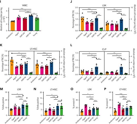 Transplantation of young gut microbiota restored lymphoid/myeloid cell ratio and increased the proportion and absolute number of HSCs in aged mice. (A) A flowchart of animal treatments. (B) WBC concentration in PB, as determined by an automated hematologic cell counter, in mice in the antibiotics group, aged group, FMT-AA group, FMT-YA group, and the young control group. (C) Hematopoietic lineage differentiation in PB. (D-H) Proportions and concentrations of B cells, CD4+ T cells, CD8+ T cells, myeloid cells, and granulocytes in PB. (I) Count of WBCs in BM. (J-L) Proportions and absolute numbers of HSPCs, LT-HSCs, and common lymphoid progenitors (CLPs) in BM. (M-N) 5-bromo-2′-deoxyuridine (BrdU) incorporation was detected by anti-BrdU antibody in HSPCs and LT-HSCs. (O-P) Apoptosis was measured by annexin V staining in HSPCs and LT-HSCs. Each point represents data from a single mouse (n = 6 per group). Graphs show mean ± standard error of the mean (SEM), with statistical significance determined by Student t test. ∗P < .05, ∗∗P < .01, ∗∗∗P < .001. n.s., nonsignificant; TNC, total nucleated cell.