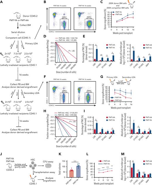 Transplantation of young gut microbiota increased functional HSCs in mice. (A) Flowchart for limiting-dilution transplantation assay (LDA) to determine the frequency of functional HSCs in FMT-AA mice and FMT-YA mice. (B-C) Representative flow cytometry plots and line graph of donor-derived CD45.2+ reconstitution in CD45.1+ mice receiving the highest cell doses at 16 weeks after transplantation in primary LDA. (D) HSC frequency determined by primary LDA. (E) Frequency in TNCs and absolute cell number of donor-derived HSPCs in BM from recipient mice in primary LDA. (F-G) Representative flow cytometry plots and line graph of donor-derived CD45.2+ reconstitution in CD45.1+ mice receiving the highest cell doses at 16 weeks after transplantation in secondary LDA. (H) HSC frequency determined by secondary LDA. (I) Frequency in TNCs and absolute cell number of donor-derived HSPCs in BM from recipient mice in secondary LDA. (J) Flowchart for clonogenic assay and transplantation assay of purified LT-HSCs. (K) Number of total colonies measured for LT-HSCs in FMT-AA mice and FMT-YA mice in methylcellulose. (L) Line graph of donor-derived CD45.2+ reconstitution in CD45.1+ mice at 16 weeks after HSC transplantation. (M) Absolute cell numbers of donor-derived HSPCs in BM from recipient mice in HSC transplantation assay. Graphs show mean ± SEM, with statistical significance determined by Student t test (n = 6 per group). ∗P < .05, ∗∗P < .01, ∗∗∗P < .001. Med, medium; ST-HSC, short-term HSC.