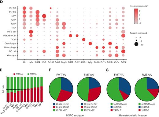 A transcriptome-wide landscape of hematopoiesis after FMT by scRNA-seq. (A) Flowchart for cell collection and data analysis in scRNA-seq. BM cells were harvested from FMT-AA mice and FMT-YA mice. Whole BM cells, immature hematopoietic cells (Lin−), and hematopoietic progenitor cells (Lin− cKit+) were collected by flow cytometric sorting and admixed at a 1:1:4 ratio and then subjected to 10X Genomics Chromium capture platform. (B) Uniform manifold approximation and projection (UMAP) plot showing the clustering results of hematopoietic cells. (C) Pseudotime trajectory analysis of hematopoiesis from HSCs to mature hematopoietic cells. (D) Bubble plot showing the expression of key marker genes in different cell clusters. (E) Bar graph showing the cell ratios of hematopoietic cells in FMT-YA and FMT-AA mice, based on scRNA-seq. (F-G) Pie charts showing the relative abundance of HSPC subpopulations and hematopoietic lineage differentiation in FMT-YA and FMT-AA mice. DC, dendritic cell; CMP, common myeloid progenitor; GMP, granulocyte/monocyte progenitor; MEP, megakaryocyte/erythroid progenitor; Mo, monocyte.