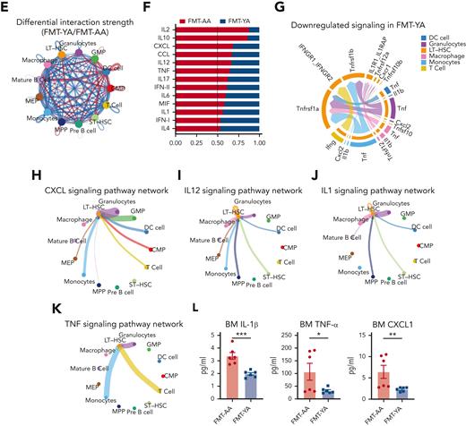 FMT from young mice reduced inflammation and promoted lymphoid differentiation in aged LT-HSCs. (A) Volcano plot for DEGs in LT-HSCs. (B) Violin plots showing the expression of inflammation-related genes, stemness-related genes, and lymphoid-specific genes. (C) Representative gene ontology (GO) analysis results enriched in upregulated DEGs of LT-HSCs in the FMT-YA group. (D) Representative gene set enrichment analysis enrichment plots of GO terms in LT-HSCs. (E) Circle plot showing differential interaction strength in the cell-to-cell communications between FMT-YA and FMT-AA. Blue-colored edges represent decreased signaling in the FMT-YA data set and red-colored edges represent increased signaling in the FMT-YA data set. (F) Enrichment analysis results of differential ligand-receptor pairs targeting LT-HSCs between FMT-YA and FMT-AA. (G) Chord diagram showing downregulated signaling ligand-receptor pairs targeting LT-HSCs in FMT-YA. (H-K) Circle plot showing the source of inflammatory cytokines. Edge weights are proportional to the interaction strength. (L) Bar graphs showing the BM serum concentrations of IL-1β, TNF-α, and CXCL1. Graphs show mean ± SEM (n = 6 per group), with statistical significance determined by Student t test (n = 6 per group). ∗P < .05, ∗∗P < .01.