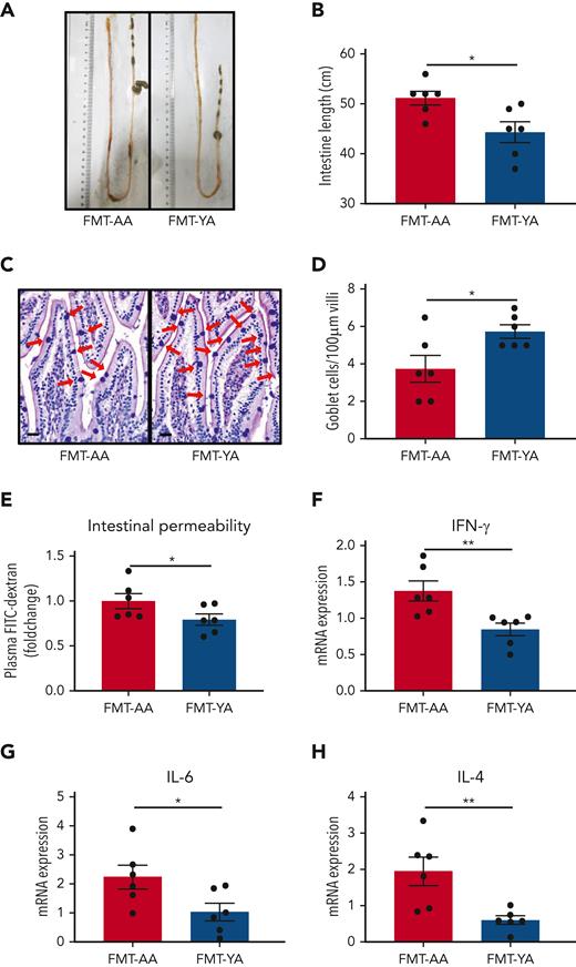 Young gut microbiota reduced inflammation and protected intestinal barriers in aged mice. (A) Representative images showing the intestinal length of FMT-YA and FMT-AA mice. (B) Bar graphs showing the intestinal lengths of FMT-YA and FMT-AA mice. (C) Representative images showing the number of goblet cells by Acian Blue PAS staining. Scale bars, 20 μm. (D) Bar graphs showing the number of goblet cells from FMT-YA and FMT-AA mice. (E) The intestinal permeability of FMT-YA and FMT-AA mice measured by fluorescein isothiocyanate (FITC)–dextran in blood. Data were normalized to aged FMT-AA controls. (F-H) The expression of interferon gamma (IFN-γ), IL-6, and IL-4 in intestinal tissue by quantitative reverse transcription polymerase chain reaction. Graphs show mean ± SEM, with statistical significance determined by Student t test (n = 6 per group). ∗P < .05, ∗∗P < .01. mRNA, messenger RNA.