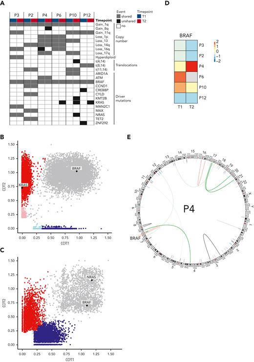 Molecular determinants of resistance. (A) Copy number alterations, translocations, and driver mutations in MM in 6 patients with available WGS and RNA sequencing are indicated at baseline (T1) and at relapse (T2). Cancer clonal fractions (CCF) with enrichment of a KRAS mutation at T2 in responding patient P6 (B) (patients P10 and P12 are shown in supplemental Figure 3), in contrast with presence of an NRAS mutation shared between T1 and T2 in a nonresponding patient (patient P3) (C). (D) BRAF expression in MM cells decreased at T2 compared with T1 in most patients, with the notable exception of patient P4 who showed a fivefold increase. (E) Patient P4 harbored an acquired translocation within the BRAF gene.