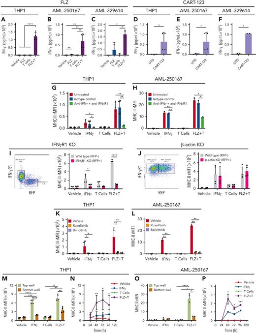 T-cell immunotherapy-induced MHC-II expression is mediated by IFN-γ. (A-C) Human THP-1, AML-250167, or AML-329614 cells were treated with vehicle (PBS), 10 ng/mL FLZ, human HLA-mismatched CD3+ T cells (E:T of 1:1), or FLZ and human T cells (FLZ + T) for 48 hours. Supernatant IFN-γ concentrations were measured by enzyme-linked immunosorbent assay (ELISA). (D-F) THP-1, AML-250167, or AML-329614 cells were treated with human UTD T cells (E:T of 0.1:1), or human T cells expressing CART-123 (E:T of 0.1:1) for 48 hours. Supernatant IFN-γ concentrations were measured by ELISA. (G-H) THP-1 (G) or AML-250167 (H) cells were treated with vehicle (PBS), 50 ng/mL IFN-γ, human HLA-mismatched CD3+ T cells (E:T of 1:1), or FLZ and human T cells (FLZ + T) for 48 hours in the presence or absence of antibodies to human IFN-γ (100 μg/mL) and the IFN-γR1 or CD119 (10 μg/mL). Isotype control antibodies were used as a negative control. MHC-II rMFI on the THP-1 (G) and AML-250167 (H) cells was measured by flow cytometry. (I-J) THP-1 IFN-γR1 (I) and β-actin (J) KO cell lines were generated using CRISPR-Cas9. Specifically, a lentivirus expressing CAS9, red-fluorescent protein (RFP), and IFN-γR1 or β-actin single guide RNA was used to infect THP-1 cells. IFN-γR1 KO (RFP+; IFNγR1−) and wild-type (RFP−; IFN-γR1+) cells or β-actin KO (RFP+; β-actin−) and wild-type (RFP−; β-actin+) cells were treated with vehicle (PBS), 50 ng/mL IFN-γ, human HLA-mismatched CD3+ T cells (E:T of 1:1), or FLZ and human T cells (FLZ + T) for 48 hours, and THP-1 MHC-II rMFI was determined by flow cytometry. (K-L) THP-1 (K) or AML-250167 (L) cells were treated with vehicle (PBS), 50 ng/mL IFN-γ, human HLA-mismatched CD3+ T cells (E:T of 1:1), or FLZ and human T cells (FLZ + T) for 48 hours in the presence or absence of ruxolitinib (1000 nM) or baricitinib (1000 nM). MHC-II rMFI on the THP-1 (K) and AML-250167 (L) cells was determined by flow cytometry. (M-P) THP-1 (M-N) or AML-250167 (O-P) cells were added to the upper and bottom chambers of a transwell plate with a 0.4-μm pore size to prevent cell migration. Cells in the upper chamber were treated with vehicle (PBS), 50 ng/mL IFN-γ, human HLA-mismatched CD3+ T cells (E:T of 1:1), or FLZ and human T cells (FLZ + T) for 24 hours and MHC-II rMFI on an aliquot of the THP-1 (M) and AML-250167 (O) cells in both the upper and lower chambers was determined by flow cytometry. Remaining THP-1 (N) and AML-250167 (P) cells in the lower chamber were cultured for an additional 3 days in the absence of the upper chambers and MHC-II rMFI was determined longitudinally by flow cytometry. Bars represent means and error bars represent standard errors above and below (when applicable) the mean. P values were calculated using an unpaired, 2-sided Student t test. ∗P < .05; ∗∗P < .001; ∗∗∗P < .0001; ∗∗∗∗P < .00001.