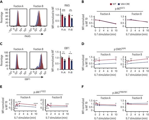Inpp5k inactivation results in altered IL-7R signaling and Pax5 expression in fractions A and B of the bone marrow. (A) PAX5 protein expression was analyzed using flow cytometry after plasma and nuclear membrane permeabilization of control (WT, red areas and columns) and VAV-CRE (blue areas and columns) cells from fractions A and B. Representative MFI histograms of PAX5 protein expression (left). Quantified expression of PAX5 protein after MFI normalization to WT with mean MFI (right). Results represent individual mice (n = 8-9 mice per group) and mean ± SEM. (B) Flow cytometry analysis of p-AKTS473 in plasma membrane–permeabilized cells from fractions A and B isolated from control (WT, red lines) and VAV-CRE (blue lines) mice, before (0) and 2 to 10 minutes after ex vivo addition of IL-7 (2 ng/mL) at 37°C. Quantitative expression of p-AKTS473 normalized to WT with mean MFI at t = 0 (before IL-7 addition). Results are representative of 2 independent experiments for a total of 6 mice. (C) EBF1 protein expression was analyzed using flow cytometry after plasma and nuclear membrane permeabilization of control (WT, red areas and columns) and VAV-CRE (blue areas and columns) cells from fractions A and B. Representative MFI histograms of EBF1 protein expression (top). The quantitative expression of EBF1 protein after MFI normalization to WT with mean MFI (bottom). Results represent individual mice (n = 5-9 mice per group) and mean ± SEM. (D) Flow cytometry analysis of p-STAT5Y694 in plasma membrane–permeabilized cells from fractions A and B isolated from control (WT, red lines) and VAV-CRE (blue lines) mice, before (0) and 2 to 10 minutes after the ex vivo addition of IL-7 (2 ng/mL) at 37°C. Quantitative expression of p-STAT5Y694 normalized to WT with mean MFI at t = 0 (before IL-7 addition). Results are representative of a total of 6 mice. (E-F) Flow cytometry analysis of p-JAK1Y1022 (E) and p-JAK3Y980/981 (F) in plasma membrane–permeabilized cells from factions A and B isolated from control (WT, red lines) and VAV-CRE (blue lines) mice, before (0), 0.5, 1, 2, and 10 minutes after the ex vivo addition of IL-7 (2 ng/mL) at 37°C. Quantified expression of p-JAK1Y1022 (E) and p-JAK3Y980/981 (F) normalized to WT MFI at t = 0 (before IL-7 addition). Results are representative of 4 independent experiments for a total of 8 to 12 mice. P values were calculated using unpaired nonparametric t test. NS: P > .05; ∗P < .05; ∗∗P < .01; ∗∗∗P < .001; ∗∗∗∗P < .0001. NS, nonsignificant; MFI, mean fluorescence intensity; SEM, standard error of the mean; WT, wild type.