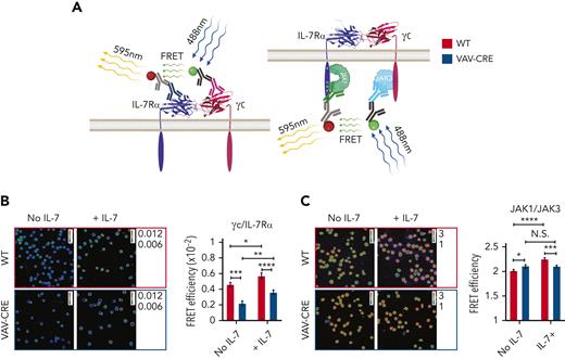 Inpp5k inactivation alters IL-7R and IL-7R–bound JAK kinases dynamic structure. (A) An indirect FRET strategy was used to analyze the proximity between IL-7Rα and γc ectodomains (left) and between JAK1 and JAK3 (right). Primary antibodies directed against IL-7Rα and γc ectodomains or against JAK1 and JAK3 as well as fluorophore-labeled secondary antibodies that specifically recognized the constant part of one of the primary antibodies were used. The green marker attached to the first secondary antibody represents the donor fluorophore (AF488), and the red one attached to the other secondary antibody represents the acceptor fluorophore (AF546). The closer the distance between the 2 probed proteins (IL-7Rα and γc ectodomains; JAK1 and JAK3), the higher the energy transfer and the resulting FRET signal (FRET efficiency). (B-C) Indirect FRET analysis of IL-7Rα/γc ectodomains (B) and JAK1/JAK3 (C) proximity in sorted B220+CD43+ bone marrow cells from control (WT, red columns) and VAV-CRE (blue columns) mice, before and after addition of IL-7 (2 ng/mL) for 2 minutes at 37°C. (B) Representative confocal pictures (original magnification ×63) of energy transfer (FRET efficiency) between AF488 (γc) and AF546 (IL-7Rα) labeled secondary antibodies. FRET efficiency was calculated in accordance with the indirect FRET method validated by Guala et al (left).23 The rainbow scale represents the energy transfer between the 2 fluorophores, from 0.006 (blue) to 0.012 (white). The quantitative energy transfer between the 2 indirectly labeled γc and IL-7Rα ectodomains (FRET efficiency) is presented (right). Results represent mean ± SEM (n = 148-220 cells analyzed per group, from 6 mice). (C) Representative confocal pictures (original magnification ×63) of energy transfer (FRET efficiency) between AF488 (JAK3)- and AF546 (JAK1)-labeled secondary antibodies (left). FRET efficiency was calculated as described earlier. The rainbow scale represents the energy transfer between the 2 fluorophores, from 1 (blue) to 3 (white). The quantitative energy transfer between indirectly labeled JAK3 and JAK1 (FRET efficiency) is presented (right). Results represent mean ± SEM (n = 180-242 cells analyzed per group, from 6 mice). P values were calculated using unpaired nonparametric t test. NS: P > .5; ∗P < .5; ∗∗P < .1; ∗∗∗P < .01; ∗∗∗∗P < .001. NS, nonsignificant; SEM, standard error of the mean; WT, wild type; FRET, fluorescence resonance energy transfer.