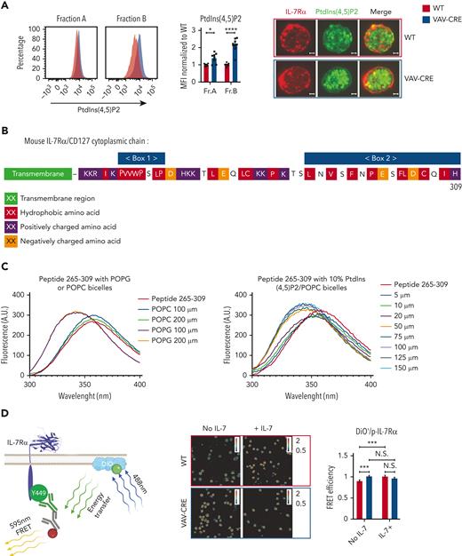Role of PtdIns(4,5)P2 and the IL-7Rα cytoplasmic domain in the control of IL-7R dynamic structure. (A) The PtdIns(4,5)P2 signal was analyzed using flow cytometry and confocal microscopy in plasma membrane–permeabilized cells from fractions A and B (for flow cytometry) and in plasma membrane–permeabilized sorted bone marrow B220+CD43+ cells (for confocal microscopy) from control (WT, red areas and columns) and VAV-CRE (blue areas and columns) mice. Representative MFI histograms of PtdIns(4,5)P2 signal (left). Quantitative PtdIns(4,5)P2 signal after MFI normalization to WT with mean MFI (middle). Results represent individual mice (n = 9 mice per group) and means ± SEM. Representative confocal microscopy pictures (original magnification ×100) of bone marrow B220+CD43+ sorted cells from WT and VAV-CRE mice. The IL-7Rα (red) antibody was added to cells before plasma membrane–permeabilization, whereas the PtdIns(4,5)P2 (green) antibody was added after membrane permeabilization. White scale bars: 1 μm. (B) The positively charged polybasic 45 amino acid sequence in the juxtamembrane region of the mouse IL-7Rα cytoplasmic domain is presented. Box 1 and 2 (blue) represent the 2 JAK1 binding domains on the IL-7Rα chain. The transmembrane region (green), hydrophobic (red), positively (purple), and negatively (orange) charged amino acids are represented. (C) A tryptophan fluorescence emission spectrum assay was used to detect the binding of the 45 amino acids peptide 265 to 309 presented in Figure 4B to acidic POPG or zwitterionic POPC bicelles (left) as well as to 10% acidic PtdIns(4,5)P2/90% zwitterionic POPC bicelles at different lipid concentrations. One representative of 3 independent experiments is shown. (D) An indirect FRET strategy was used to analyze the proximity between the fluorescent plasma membrane DiO′ probe and p–IL-7RαY449 located at the carboxyterminal end of the IL-7Rα cytoplasmic domain in bone marrow B220+CD43+ sorted cells from control (WT, red columns) and VAV-CRE (blue columns) mice, before and after the addition of IL-7 (2 ng/mL) for 2 minutes at 37°C. Representative confocal pictures (original magnification ×63) of energy transfer (FRET efficiency) between AF488 (DIO′)– and AF546 (p–IL-7RαY449)–labeled secondary antibody. FRET efficiency was calculated according to the indirect FRET method validated by Guala et al (left).23 The rainbow scale represents the energy transfer between the 2 fluorophores from 0.5 (blue) to 2 (white). The quantitative energy transfer between the 2 fluorophores-labeled DiO′ and p–IL-7RαY449 (FRET efficiency) is presented (right). Results represent means ± SEM (n = 135-206 cells analyzed per group, from 6 mice). P values were calculated using unpaired nonparametric t test. NS: P > .05; ∗P < .05; ∗∗P < .01; ∗∗∗P < .001; ∗∗∗∗P < .0001. NS, nonsignificant; POPC, 1-palmitoyl-2-oleoyl-sn-glycero-3-phosphatidylcholine; POPG, 1-palmitoyl-2-oleoyl-sn-glycero-3-phosphatidylglycerol; SEM, standard error of the mean; WT, wild type; MFI, mean fluorescence intensity; FRET, fluorescence resonance energy transfer.