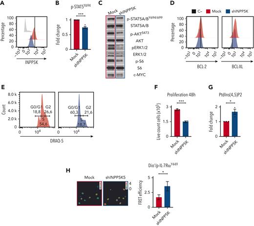 INPP5K knockdown alters the structure and reduces signaling and cell proliferation of a human mutant CA oncogenic IL-7Rα chain expressed in BaF3 cells. (A-B) INPP5K (A) and p-STAT5Y694 (B) signals were analyzed using flow cytometry in plasma membrane–permeabilized CA–IL-7Rα BaF3 cells transduced with shINPP5K or control mock shRNA (mock). (A) Representative MFI histograms of INPP5K protein signals. C- is the background signal generated by the labeled secondary antibody alone. (B) Quantitative p-STAT5Y694 signal after MFI normalization to mock mean MFI. Results represent individual experiments and mean ± SEM. (C) Levels of p-STAT5A/BY694/699, STAT5A/B, p-AKT, AKT, p-S6, S6, p-ERK1/2, ERK1/2, and c-MYC were analyzed by western blotting in mock and shINPP5K CA–IL-7Rα BaF3 cells as described (Almeida et al6). (D) BCL-2 and BCL-XL antiapoptotic protein signals were analyzed using flow cytometry in plasma membrane–permeabilized mock and shINPP5K CA–IL-7Rα BaF3 cells. Representative MFI histograms of BCL-2 and BCL-XL protein signals are presented. (E) Cell cycle progression was analyzed using flow cytometry in mock and shINPP5K CA–IL-7Rα BaF3 cells after 15 minutes of incubation with DRAQ-5. The percentage of cells in cycles G0/G1 and G2 is indicated for each condition. (F) Mock and shINPP5K CA–IL-7Rα BaF3 cells were cultured in the absence of growth factors and counted after 48 hours. Results represent mean ± SEM. (G) The PtdIns(4,5)P2 signal was analyzed using flow cytometry in plasma membrane–permeabilized mock and shINPP5K CA–IL-7Rα BaF3 cells. Quantitative PtdIns(4,5)P2 signal after MFI normalization to mock mean MFI. Results represent individual experiments and mean ± SEM. (H) An indirect FRET strategy was used to analyze the proximity between the fluorescent plasma membrane DiO′ probe and p–IL-7RαY449 located at the carboxyterminal end of the mutant human IL-7Rα cytoplasmic domain in mock and shINPP5K CA–IL-7Rα BaF3 cells. FRET efficiency was calculated per the indirect FRET method validated by Guala et al.23 The quantitative energy transfer between the 2 fluorophores-labeled DIO′ and p–IL-7RαY449 (FRET efficiency) is presented. Results represent means ± SD (n = 30-50 cells per group). P values were calculated using unpaired nonparametric t test. NS: P > .05; ∗P < .05; ∗∗P < .01; ∗∗∗P < .001. ERK, extracellular signal-regulated kinase; FRET, fluorescence resonance energy transfer; MFI, mean fluorescence intensity; NS, nonsignificant; SEM, strandard error of the mean.