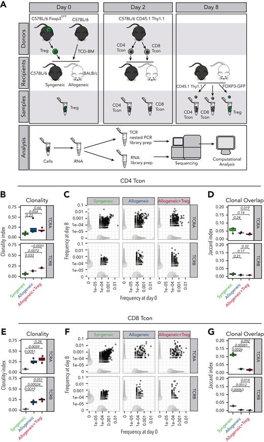 Tregs did not affect the TCR breadth of Tcons after HCT. (A) Schematic representation of the experimental pipeline. On day 0, Balb/c or C57Bl/6 recipient mice were lethally irradiated and received transplantation with 5 × 106 CD45.1+ Thy 1.2+ TCD-BMs with or without 1 × 106 Foxp3GFP Tregs from C57Bl6 donors. On day 2, 1 × 106 CD45.1+ Thy1.1+ Tcons from C57Bl/6 donors were injected. GFP+ donor Tregs and CD45.1+ Thy1.1+ CD4 and CD8 donor Tcons before transplantation (day 0 of 2) and isolated on day 8 were used for sequencing analysis. (B-G) Clonality of the TCRA and TCRB repertoire in CD4 (B) and CD8 (E) Tcons recovered at day 8 after HCT in syngeneic recipients (green box and symbols), allogeneic recipients (blue box and symbols), and allogeneic recipients receiving Tregs (red box and symbols). Representative example of overlap of the TCRA and TCRB repertoire in CD4 (C) and CD8 (F) Tcons before transplantation and at day 8 after HCT (left panels). Scatter plots (C,F) represent clone frequencies before and after HCT and the number of unique clones (dot size). Clones that are only observed at 1 time point are colored in light gray, whereas overlapping clones are colored in dark gray. Repertoire overlap in CD4 (D) and CD8 (G) Tcons recovered at day 8 after HCT and before injection quantified using the Jaccard index of similarity. Groups were compared using a nonparametric Mann–Whitney U test and P values are shown.