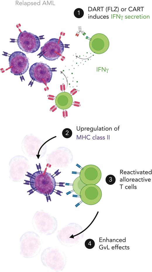 Acute myeloid leukemia (AML) targeted by either the dual-affinity retargeting compound (DART) flotetuzumab (FLZ) or chimeric-antigen-receptor (CAR) T cells upregulate major histocompatibility complex (MHC) class II on their surface, rendering them recognizable by allogeneic effector cells in patients after allogeneic hematopoietic cell transplantation. GvL, graft-versus-leukemia; IFNγ, interferon gamma; TCR, T-cell receptor. Illustration by Helena Jambor.