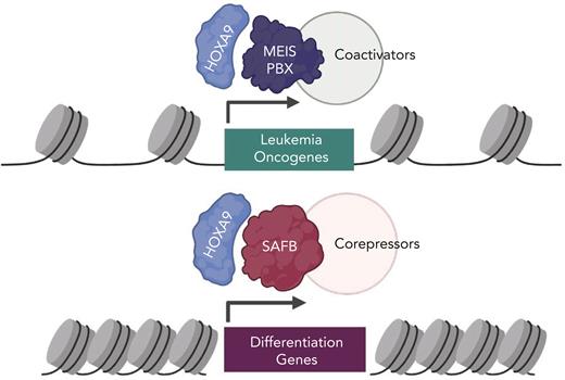 A model of HOXA9 transcriptional activity in AML. (Top) HOXA9 heterodimerizes with MEIS/PBX proteins to promote activation of oncogenic signaling. Transcriptional activation may involve coactivators such as MLL3/4, proteins that modify chromatin to activate gene expression. (Bottom) A novel mechanism of HOXA9-mediated gene repression described in this study. HOXA9 interacts with the SAFB to repress differentiation-associated genes in leukemia cells. HOXA9 through SAFB recruits corepressors NuRD and HP1γ, proteins that modify chromatin to repress gene expression. Figure created with BioRender.com.