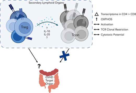 Immunomodulatory functions of Tregs to control GVHD. In a mouse GVHD model, CD4+ and CD8+ Tcons profiled in secondary lymphoid organs were transcriptionally and metabolically altered upon Treg administration but showed preserved activation, TCR clonal restriction, and cytotoxic gene programs.1 Treg-derived IL-10 and IL-35 emerged as candidate pathways to mediate these effects. The presence of Tregs also blunted T-cell accumulation in the gut, which is a key GVHD target organ. OXPHOS, oxidative phosphorylation.