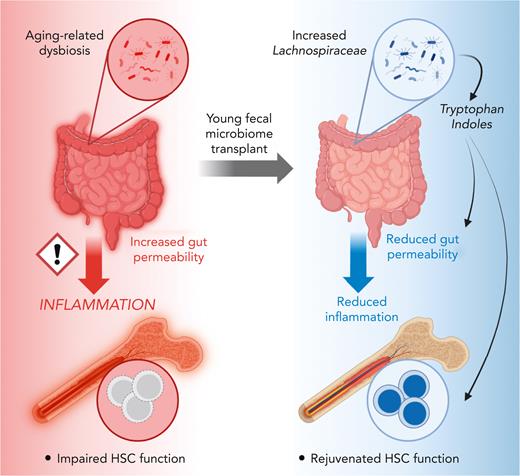 Aging-related dysbiosis is associated with increased intestinal permeability and systemic overproduction of proinflammatory cytokines that drive numerous “inflamm-aging” phenotypes. In the hematopoietic system, this includes myeloid-restricted lineage activity, with concomitant reductions in lymphocyte production, as well as a reduction in long-term HSC repopulating activity. Zeng et al show that transplantation of young fecal microbiota into aged mice leads to an increased proportion of Lachnospiraceae bacteria present in the intestine, which associates with increased production of tryptophan- and indole-associated metabolites. These are sufficient to reduce gut permeability and systemic inflammation, in turn rejuvenating HSC function and production of B lymphocytes in the bone marrow. Figure generated using BioRender.