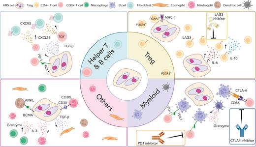 Overview of cross talk between tumor cells and noncancerous immune cells in the TME of CHL. Interaction between HRS cells and numerous nonmalignant immune cells in the TME are shown according to cell type. These interactions play an important role promoting acquired immune evasion and activation of pathways that support the growth and survival of HRS cells through (1) ligand and receptor interactions, such as PD-1/PD-L1, LAG-3/MHC-II and (2) cytokines and chemokine milieus (eg, CXCL13, TGF-β). Several cross talk mechanisms and related treatment targets are highlighted. CXCL13, chemokine C-X-C motif ligand 13; CXCR5, C-X-C chemokine receptor type 5; IL-3, interleukin 3; TGF- β, transforming growth factor beta.