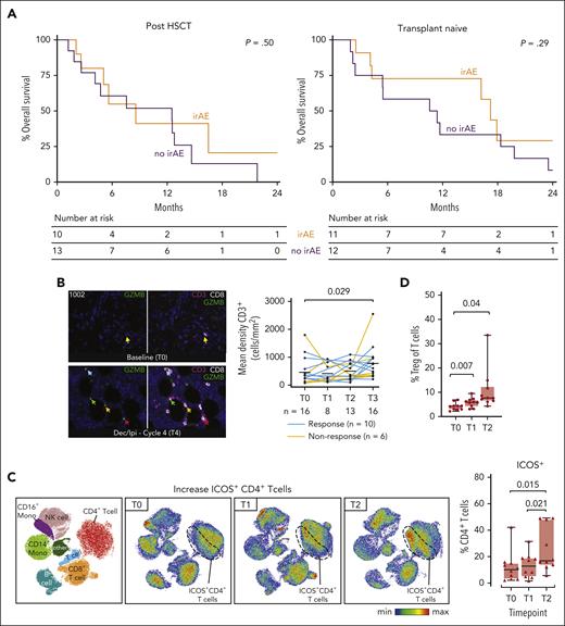 Longitudinal evaluation of local and systemic immune responses after IPI plus DEC therapy. (A) Kaplan-Meier overall survival curves in the post-HSCT (left panel) and the transplant-naïve (right panel) arms, separated by those with irAEs requiring systemic steroids (orange) and those without any irAE (purple). Two post-HSCT patients who required only topical steroids were not included in this analysis. (B) Multiplex immunofluorescence of bone marrow biopsies obtained serially from patients before and after combination DEC + IPI therapy. Immunohistochemical staining staining density was semi-quantified by Inform software (Akoya Biosciences, Marlborough, MA). The left panel shows serial multiplex immunofluorescence images with CD3 (purple), CD8 (white), and GZMB (green) immunohistochemical staining from patient 1002 (who achieved CR). Arrows indicate clusters of CD3+ CD8+ GZMB+ cells observed after 4 cycles of IPI + DEC treatment. The right panel shows dynamic changes in CD3+ T-cell subsets among 16 available paired samples before and after IPI + DEC treatment. Statistical testing was performed using the Wilcoxon signed-rank test for paired samples and the Wilcoxon rank-sum test for unpaired samples. (C) Serial flow cytometry-based immune phenotyping was performed using 10 paired blood samples collected at screening, after DEC lead-in, and after IPI + DEC combination therapy at the RP2D (IPI 10 mg/kg). The left panel shows a uniform manifold approximation and projection (UMAP) plot with cells colored according to 8 peripheral blood mononuclear cell populations obtained from FlowSOM (Bioconductor). Generated UMAPs were stratified by each timepoint (T0, T1, and T2). Based on unsupervised cluster analysis of immune cell types and checkpoint expression, accumulations of ICOS+ CD4+ T cells were observed (dashed line). The right panel shows the proportion of ICOS-positive cells in CD4+ T cells. (D) Comparison of the proportion of CD4+ Treg cells as a subset of total CD3+ T cells was performed. Box plots indicate median, quartile 1 (Q1), and Q3, and minimum (min) and maximum (max). P values were determined with the 2-sided, paired t-test. T0, screening; T1, end of lead-in DEC; T2, end of combination IPI + DEC cycle 1; and T3, end of combination IPI + DEC cycle 2.