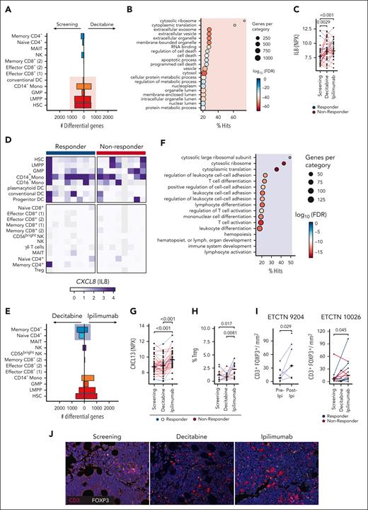 Pharmacodynamics of decitabine and ipilimumab. (A) Number of differentially expressed genes across cell types between before decitabine treatment (Screening) and after one cycle of decitabine (Decitabine, Lead-in) from scRNA-seq dataset shows predominantly myeloid-specific effect of decitabine (pink) (Log2FC > 0.25, −log10FDR > 10). (B) Gene set enrichment analysis of differentially expressed genes in myeloid cells. (C) Soluble IL8 in peripheral blood plasma quantified using Olink assay throughout treatment. Statistical testing using Wilcoxon rank-sum test. NPX – Normalized protein expression. (D) Mean gene expression of CXCL8 (encoding IL8) across cell subsets shows preferential expression in CD14+ monocytes and other myeloid cells, while expression is absent in T and NK cells. (E) Number of differentially expressed genes across cell types after 1 cycle of decitabine (Decitabine) and after combined treatment of decitabine and ipilimumab (Ipilimumab) shows ipilimumab-specific effect on CD4+ T cells (blue box) (log2FC > 0.25, −log10FDR > 10). (F) Gene set enrichment analysis of differentially expressed genes in CD4+ T cells. (G) Soluble CXCL13 in peripheral blood plasma throughout treatment quantified using Olink assay. Statistical testing using Wilcoxon rank-sum test. (H-I) Percentage of Tregs in bone marrow aspirates measured using single cell sequencing (H) and multiplexed immunofluorescence (I) shows ipilimumab-induced increase of Tregs. Data from ETCTN 9204 were obtained before (Pre-Ipi) and after (Post-Ipi) ipilimumab monotherapy. Tissue biopsies from ETCTN 9204 were obtained from bone marrow (n = 17) and extramedullary AML sites (skin n = 3; breast n = 2; soft tissue n = 1), while tissue biopsies from ETCTN 10026 were exclusively bone marrow (n = 36). Statistical testing using Wilcoxon rank-sum test. (J) Validation of ipilimumab-induced increase in Tregs (CD3+ FOXP3+) in tissue biopsies from ETCTN/CTEP 10026 study using multiplexed immunofluorescence staining at screening, after 1 cycle of decitabine monotherapy (Decitabine, Lead-in) and after combination treatment (Ipilimumab). NPX, normalized protein expression.
