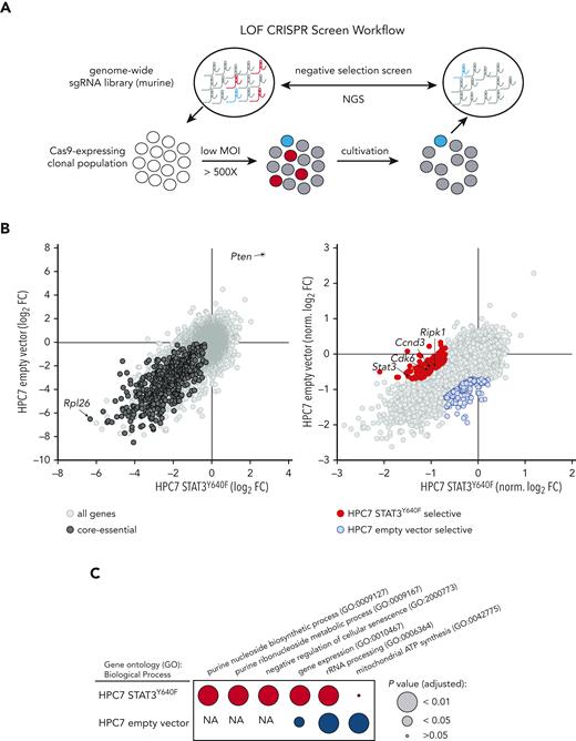 Genome-wide CRISPR/Cas9-based LOF screen identifies genetic dependencies of STAT3Y640F-driven cells. (A) Workflow of a genome-wide LOF CRISPR/Cas9 screen. Clonal Cas9-expressing HPC7 cells (empty vector or STAT3Y640F) were transduced with the Vienna sgRNA library at low multiplicity of infection (MOI) to ensure single integration. After equal population duplications, cells were harvested and genomic DNA extracted. After library preparation cells were subjected to next-generation sequencing (NGS) to compare sgRNA abundances. (B) Comparative analysis of 2 CRISPR-based LOF screens in empty vector vs STAT3Y640F-driven HPC7 progenitor cells. Gene effects were depicted with respect to effect size of defined core-essential and nonessential genes. Depletion of core-essential genes (left) and normalized STAT3Y640F- and empty vector–specific dependencies (right) have been depicted. Dependencies defined as less than –0.7 normLog2FC compared with the plasmid pool and a difference of at least 0.5 normLog2FC. (C) Comparison of gene ontology analyses (Biological Process 2021) (https://maayanlab.cloud/Enrichr/25-27) of selective genetic dependencies of STAT3Y640F (red) and selective dependencies of empty vector screen (blue). FC, fold change; NA, not applicable; sgRNA, single guide RNA.