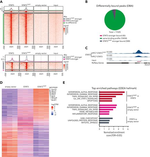 STAT3Y640Fenhances DNA binding and transcriptional activity. (A) Density heat map visualizing signal strength around peak summits across union consensus binding sites in STAT3, STAT3Y640F, empty vector, and input ChIP-seq samples. (B) Results from differential binding analysis of STAT3 and STAT3Y640F-V5–tagged ChIP-seq analysis depicted as a pie chart. (C) Representative illustration of ChIP-seq tracks showing the binding profiles of STAT3 and STAT3Y640F at the Socs3 promoter region. (D) Transcriptome analysis: heat map of genes differentially expressed (FDR < 0.05) in any of the 3 differential expression analyses performed (STAT3 vs empty vector, STAT3Y640F vs empty vector, STAT3Y640F vs STAT3). Canonical STAT3 target genes are highlighted. (E) Significant hallmark gene sets (FDR < 0.05) from gene set enrichment analysis (GSEA) of 3 differential expression analyses shown in panel D. DBA, differential binding analysis. FDR, false discovery rate.