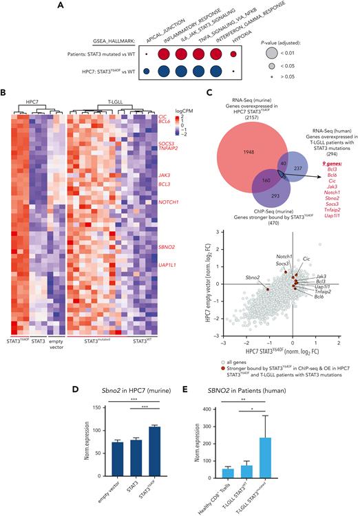SBNO2 is an essential direct transcriptional target of mutated STAT3. (A) GSEA analysis of differentially expressed genes between HPC7 cells expressing STAT3 or STAT3Y640F (blue) or primary CD8+ cells from patients with T-LGLL expressing either WT (n = 5) or mutated STAT3 (expressing: Y640F, n = 4; D661Y, n = 3; D661H, n = 1; D661V, n = 1; D661V+Y640F, n = 1) (red). (B) Heat map of commonly regulated genes (FDR < 0.05) between STAT3Y640F-expressing mouse HPC7 cell lines and samples from patients with T-LGLL. Genes that are stronger bound by STAT3Y640F are annotated in red on the right. (C) Overlap of genes that are overexpressed in murine and human STAT3-mutation–driven cells (i), are stronger bound by STAT3Y640F (top) (ii), and represent selective dependencies in STAT3Y640F-driven HPC7 cells (bottom) (iii). (D) Normalized expression of Sbno2 in HPC7 cells expressing either STAT3, STAT3Y640F, or empty vector (mean ± SD, n = 3). (E) Normalized expression of SBNO2 in healthy CD8+ T cells (n = 5) or T-LGLL cells expressing either WT (n = 5) or mutant (n = 10) STAT3 (mean ± SD). Levels of significance were calculated using unpaired t-tests in panels D-E. ∗P < .05; ∗∗P < .01; ∗∗∗P < .001. FDR, false discovery rate. GSEA Gene set enrichment analyses.