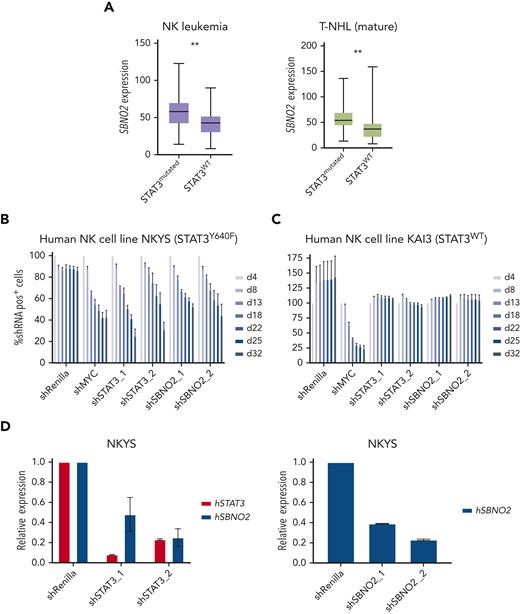 Human NK-cell leukemia driven by STAT3 mutations depends on SBNO2 expression. (A) Normalized SBNO2 expression from patients with NK-cell leukemia (left) and from patients with T-NHL (right) with either mutated STAT3 (NK, n = 19; T-NHL, n = 34) or WT STAT3 (NK, n = 50; T-NHL, n = 56) have been depicted. Competitive proliferation assays in human NK-cell leukemia cell lines harboring either mutated STAT3 (NKYS) (B) or WT STAT3 (KAI3) (C), transduced with short hairpin RNA (shRNA) expression vectors targeting either Renilla (negative control), MYC (positive control), STAT3, or SBNO2. Relative abundance of shRNA+ cells was normalized to day 4 after transduction (mean ± SD, n = 3). (D) Quantitative polymerase chain reaction (qPCR) expression analyses of STAT3 or SBNO2 in NKYS cells 5 days after transduction with shRNA vectors targeting STAT3 or SBNO2, respectively (mean ± SD, n ≥ 3). Levels of significance were calculated using unpaired t-test in panel A. ∗∗P < .01.