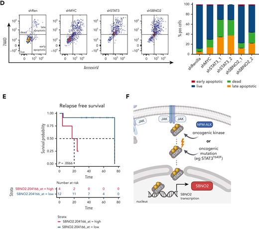 NPM-ALK–driven hematopoietic malignancies are addicted to SBNO2 expression, and SBNO2 expression is a prognostic marker in patients with NPM-ALK+ALCL. (A) SBNO2 expression across all cell lines within the cancer dependency map (DepMap).37 Cell lines with high SBNO2 expression highlighted in red. (B) Reanalysis of DepMap data from 116 CRISPR-based LOF screens done using hematopoietic cell lines. Each dot represents a distinct screen. Gene effects were normalized to FDR-adjusted median effect size of defined core-essential and nonessential genes. (C) Competitive proliferation assays performed on human NPM-ALK+ T-ALCL cells transduced with shRNA vectors targeting either Renilla (negative control), MYC (positive control), STAT3, or SBNO2, respectively. Abundance of shRNA+ cells was normalized to day 4 after transduction (mean ± SD, n = 3). (D) Flow cytometric analysis (left) and quantification of annexin/7AAD-positve apoptotic cells (right) at the end point of competition assay shown in panel C have been shown. (E) Kaplan-Meier–based survival analysis of patients with NPM-ALK+ with high vs low SBNO2 expression upon reanalysis of publicly available data sets.41 Correlation of SBNO2 expression and relapse-free time was assessed through the log-rank test in panel E. (F) Schematic illustration of the proposed model. STAT3 hyperactivation induced through either oncogenic upstream signaling (eg, via NPM-ALK) or activating STAT3 mutations (eg, STAT3Y640F) induce SBNO2 expression that is essential for cancer cell proliferation/survival.