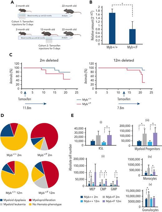 Conditional deletion of Myb at 2 or 12 months determines that the disease is HSC intrinsic. (A) Schematic depicting the Tamoxifen treatment of Myb+/+:CreERT2:mTmG (Myb+/+) and Myb+/F:CreERT2:mTmG (Myb+/F) mice at either at 2 or 12 months of age. (B) Quantitative PCR on peripheral blood genomic DNA, detecting the relative levels of Mybex5 product relative to an internal control GpIIb calculated using the ΔCT method. Values represent the mean expression plotted as 2−ΔCT with SEM (n = 10 P = .020). (C) Kaplan-Meier curve of the survival over 22 months of Myb+/+ and Myb+/F mice after Myb deletion at 2 or 12 months of age. The arrows signify the average time from Tamoxifen deletion until disease appearance. Significance was calculated using the log rank test with P = .026 and .006 for the 2– and 12–month deleted Myb, respectively. n = 10 for Myb+/+ 2- and 12-months, n = 11 for Myb+/F 2-months, n = 10 for Myb+/F 12-months. (D) Classification of myeloid disease arising in the aging cohorts of Myb-deleted mice. (E) Absolute bone marrow cell numbers based on antibody staining and total bone marrow count. n = 10 for Myb+/+ 2- and 12-months, n = 11 for Myb+/F 2-months, n = 10 for Myb+/F 2- months. Significance was calculated by t test. (i) KSL12mP = .032. (ii) MEP2mP = .052, CMP2mP =.023, CMP12mP = .014, GMP12mP = .031. (iii) Prog2mP = .052, Prog12mP = .047. (iv) Monocytes12mP = .028, (v) Granulocytes2mP = .032. CMP, common myeloid progenitor; GMP, granulocyte-monocyte progenitor; granulocytes, CD11b+Gr1+; MEP, megakaryocyte-erythroid progenitor; myeloid progenitors, Kit+Sca−Lin−; monocytes, CD11b+Gr1−; SEM, standard error of the mean.